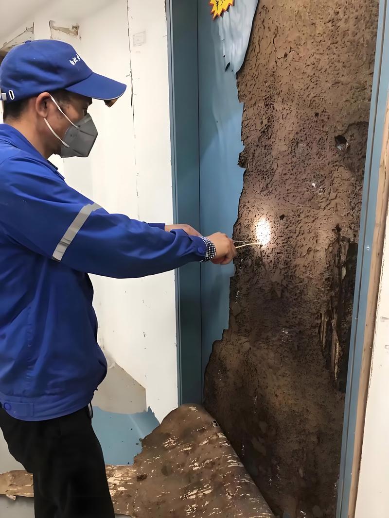 富阳区白蚁防治服务指南 电话、流程与防治知识