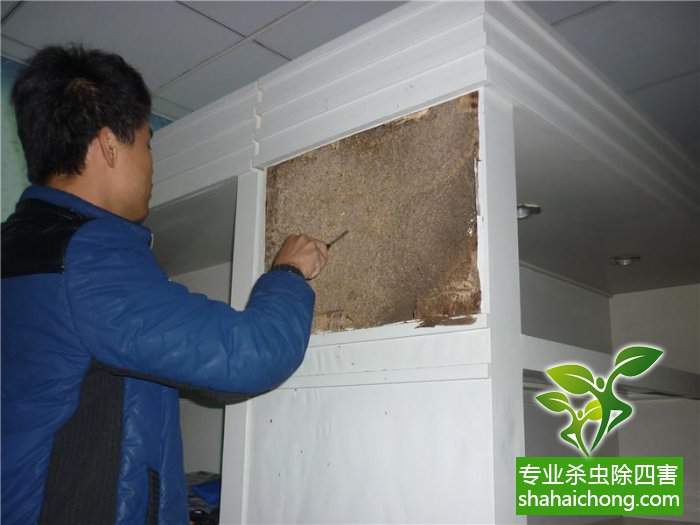 白蚁防治，普通家庭如何有效筑牢篱笆？