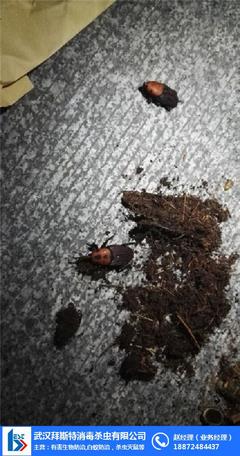 守护青山绿水 景德镇市林业有害生物防治与白蚁防治策略
